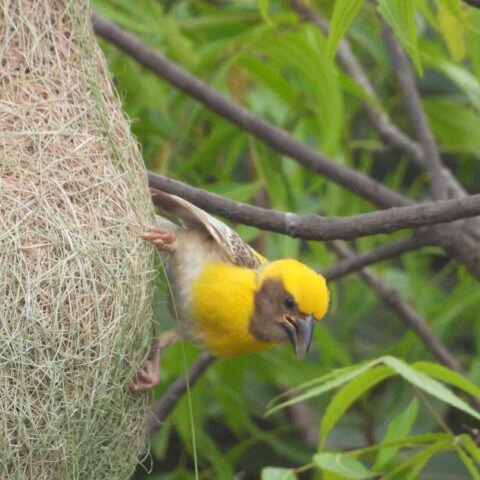 Baya Weaver