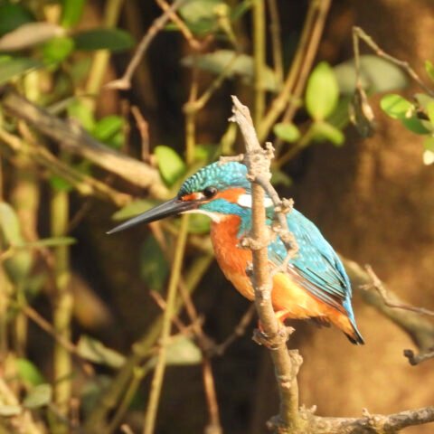 Common Kingfisher