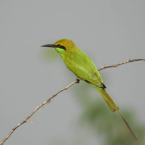 Green Bee Eater