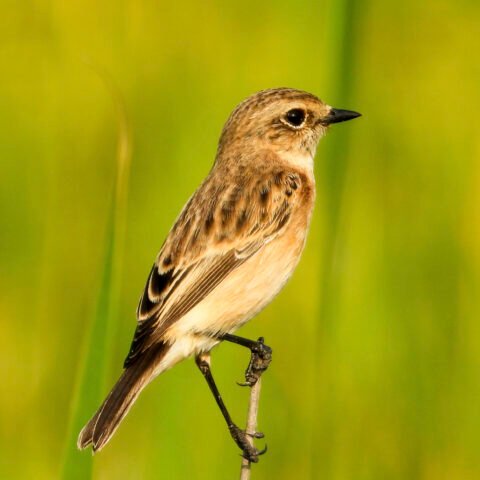 Siberian Stonechat
