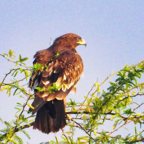 Greater Spotted Eagle